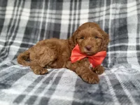 Max, a male Cockapoo and Poodle - Miniature  for sale in Lakeland, FL – 4 of 9