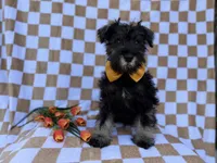 Jasper, a male Miniature Schnauzer for sale in Lakeland, FL – Photo 7 of 7