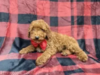 Muffin, a male Poodle - Miniature  for sale in Lakeland, FL – 2 of 8