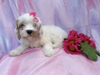 Flower, a female Cavapoo for sale in Lakeland, FL – Photo 3 of 9
