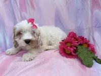 Flower, a female Cavapoo for sale in Lakeland, FL – Photo 5 of 9