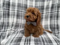 Doodle, a male Cavapoo for sale in Lakeland, FL – 7 of 8