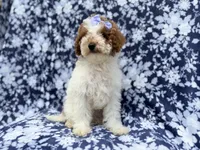 Charlotte, a female Poodle - Miniature  for sale in Lakeland, FL – 5 of 8