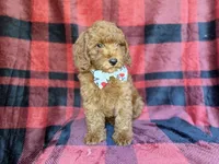 Samuel, a male Poodle - Miniature  for sale in Lakeland, FL – 5 of 9