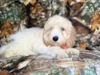 Ollie, a male Cockapoo for sale in Lakeland, FL – 7 of 9