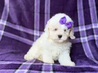 Hope, a female Bichpoo for sale in Lakeland, FL – 6 of 9