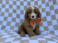 Larry, a male Goldendoodle and Poodle - Miniature  for sale in Lakeland, FL – 3 of 8
