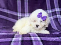 Hope, a female Bichpoo for sale in Lakeland, FL – 3 of 9