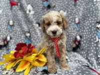 Tate, a male Cockapoo and Poodle - Miniature  for sale in Lakeland, FL – Photo 6 of 7