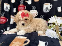Sadie, a female Poochon for sale in Lakeland, FL – Photo 8 of 8