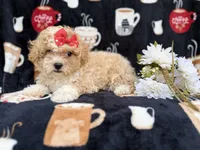 Sadie, a female Poochon for sale in Lakeland, FL – Photo 7 of 8
