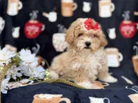Sadie, a female Poochon for sale in Lakeland, FL – Photo 2 of 8