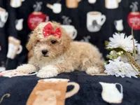 Sadie, a female Poochon for sale in Lakeland, FL – Photo 4 of 8