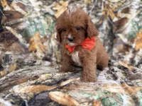 Lucky, a male Cavapoo for sale in Lakeland, FL – 9 of 9