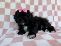 Zoey, a female Shihpoo for sale in Lakeland, FL – 2 of 8