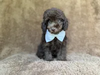 Chase, a male Cavapoo for sale in Lakeland, FL – 4 of 9