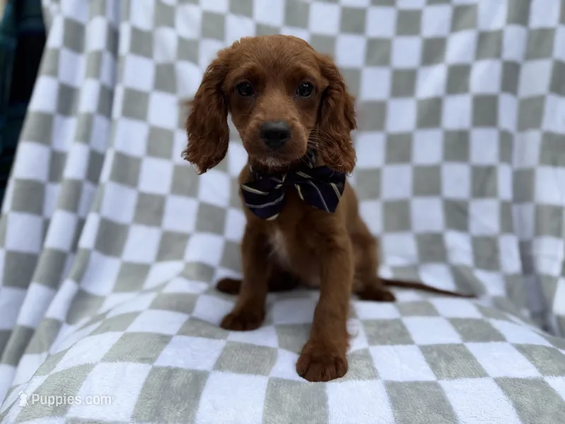 Domino – Cavapoo puppy for sale in Lakeland, FL