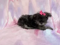 Phoebe, a female Miniature Schnauzer for sale in Lakeland, FL – 3 of 7