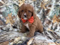 Lucky, a male Cavapoo for sale in Lakeland, FL – 7 of 9