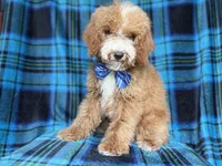 Pablo, a male Cockapoo for sale in Lakeland, FL – 2 of 8