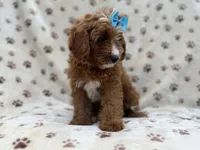 Bailey, a female Cavapoo for sale in Lakeland, FL – 6 of 8