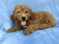 Dash, a male Miniature Goldendoodle for sale in Lakeland, FL – 3 of 9