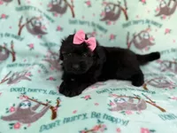 Darla, a female Miniature Aussiedoodle for sale in Lakeland, FL – 5 of 6