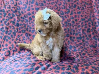 Skittles, a female Cavapoo for sale in Lakeland, FL – 6 of 10