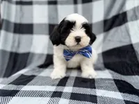Simon, a male Shih Tzu and Shichon for sale in Lakeland, FL – 10 of 10