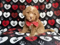 Pluto, a male Poodle - Miniature  for sale in Lakeland, FL – 4 of 9