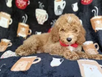 Wallace, a male Cockapoo for sale in Lakeland, FL – 4 of 8