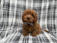 Doodle, a male Cavapoo for sale in Lakeland, FL – 2 of 8