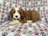 Cash, a male Cavapoo for sale in Lakeland, FL – 6 of 10