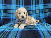 Bowden, a male Goldendoodle and Golden Retriever for sale in Lakeland, FL – Photo 1 of 8