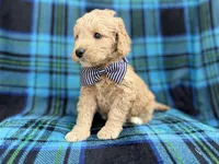 Bowden, a male Goldendoodle and Golden Retriever for sale in Lakeland, FL – Photo 4 of 8
