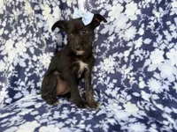 Ava, a female Miniature Schnauzer for sale in Lakeland, FL – 5 of 8