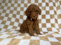 Mathew, a male Cockapoo and Poodle - Miniature  for sale in Lakeland, FL – 4 of 8