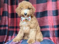 Peter, a male Cockapoo for sale in Lakeland, FL – 2 of 9