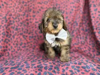 Oscar, a male Miniature Aussiedoodle for sale in Lakeland, FL – 5 of 9