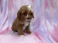 Mimi, a female Cavalier King Charles Spaniel and Poodle - Miniature  for sale in Lakeland, FL – Photo 6 of 10
