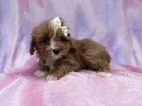 Mimi, a female Cavalier King Charles Spaniel and Poodle - Miniature  for sale in Lakeland, FL – Photo 3 of 10