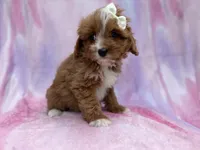Mimi, a female Cavalier King Charles Spaniel and Poodle - Miniature  for sale in Lakeland, FL – Photo 5 of 10