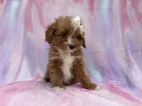 Mimi, a female Cavalier King Charles Spaniel and Poodle - Miniature  for sale in Lakeland, FL – Photo 10 of 10
