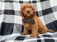 Benny, a male Cavapoo for sale in Lakeland, FL – 5 of 9