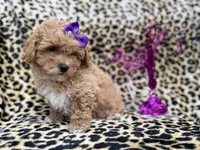 Roxy, a female Poochon for sale in Lakeland, FL – Photo 5 of 8