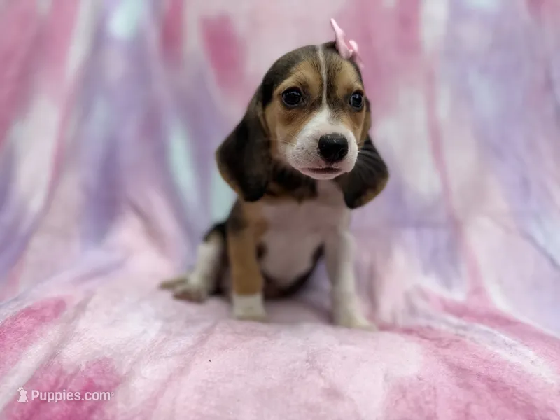 Piglet  – Beagle puppy for sale in Lakeland, FL
