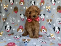 Meeko, a male Cavapoo for sale in Lakeland, FL – 2 of 8