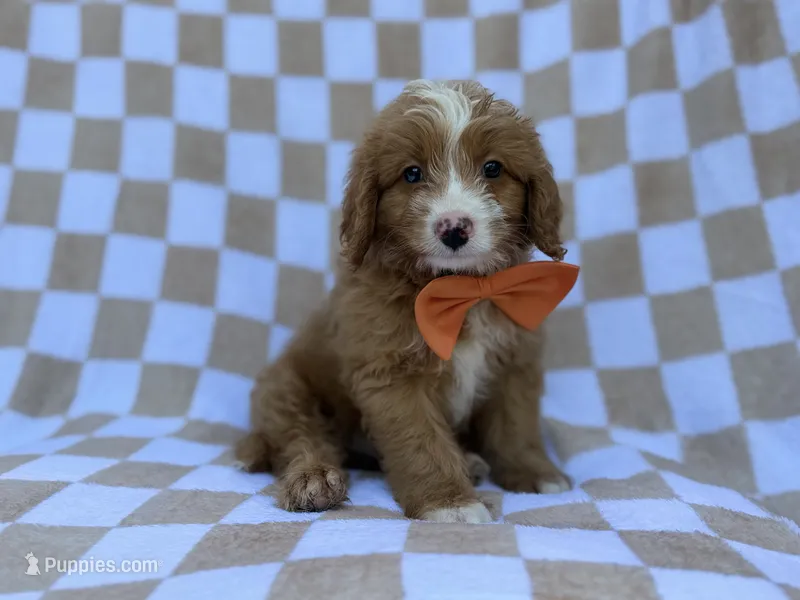 Larry – Goldendoodle, Poodle - Miniature  puppy for sale in Lakeland, FL