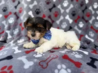 Tuck, a male Yorkshire Terrier for sale in Lakeland, FL – 7 of 7