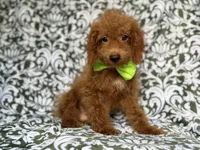 Prince, a male Cockapoo for sale in Lakeland, FL – 2 of 9